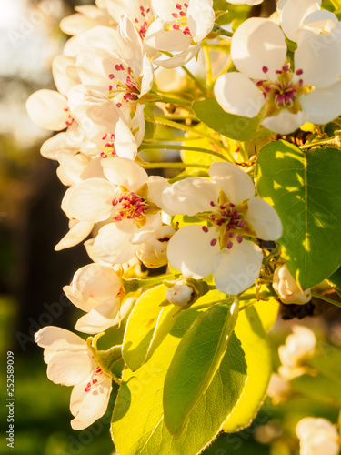 White pear tree flowers backlit by the evening sun