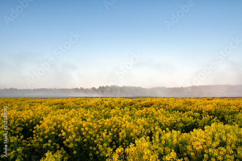 Misty morning in the field covered with yellow flowers