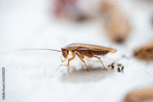 Macro photo brown cockroach with large mustache