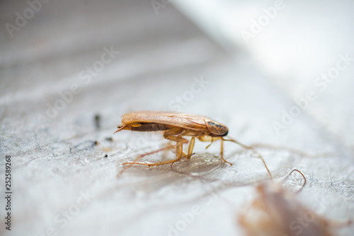 Macro photo brown cockroach with large mustache