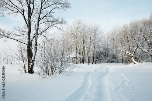 Winter landscape. Tree with unbleached brown leaves on the background of a snow-covered Park