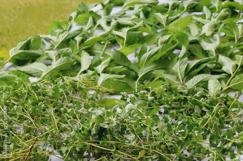 Herbs drying on the table, mint, thymus, etc.