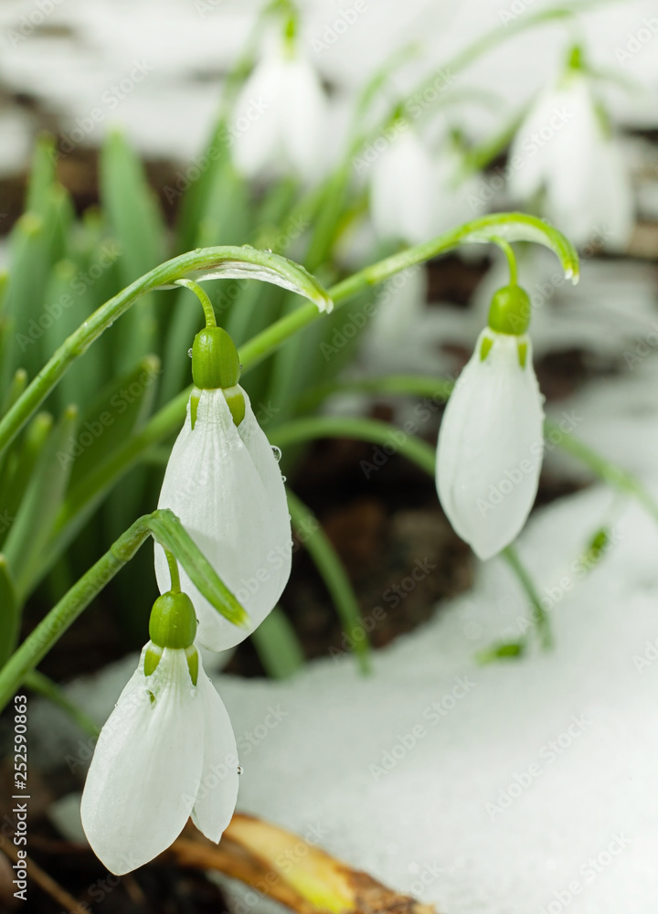 Obraz premium Snowdrops spring flower