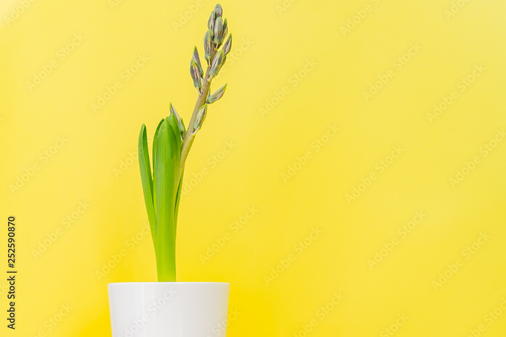 Blue hyacinth flower closed bud in white ceramic pot on yellow background. Copy space.