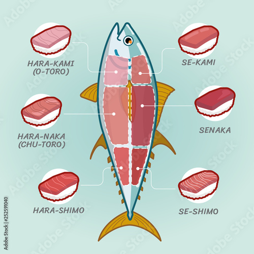 Tuna Sashimi Anatomy ,Graphic design element for restaurant menu for Reatuarant or Infographic 