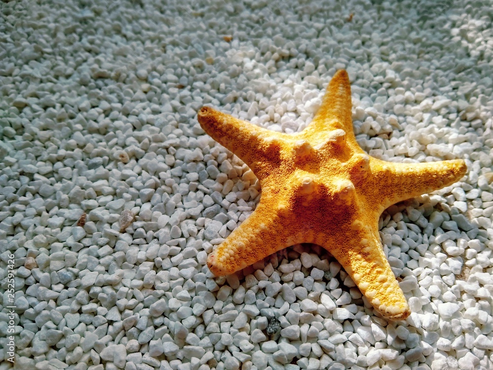 yellow starfish on small white marble chips close up yellow starfish on small white marble chips close up