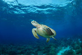 Amazing underwater world - Green turtle - Chelonia mydas. Apo Island, the Philippines.