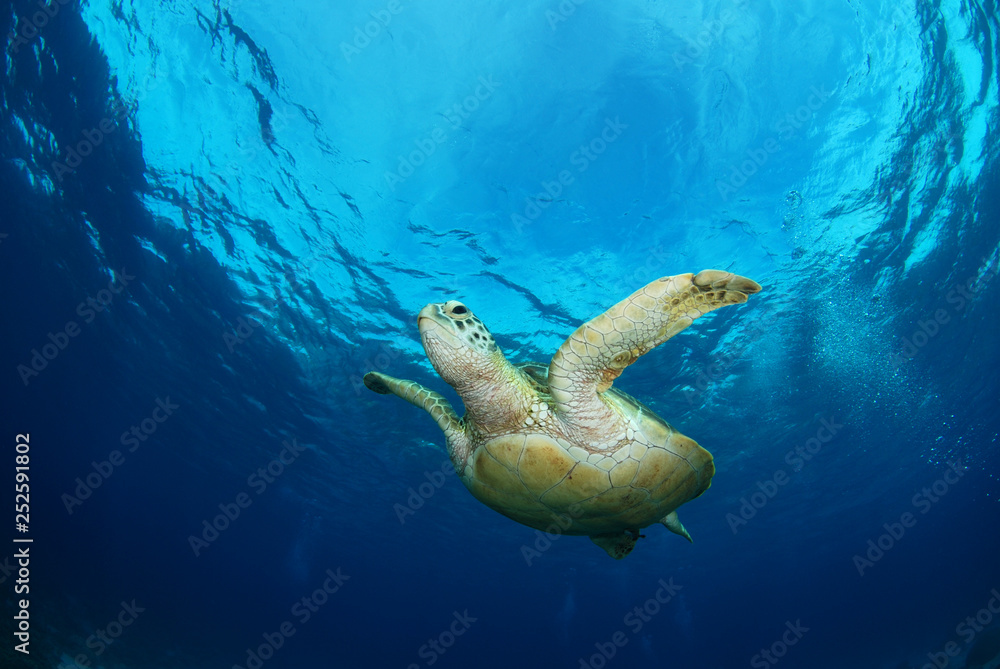 Fototapeta premium Amazing underwater world - Green turtle - Chelonia mydas. Apo Island, the Philippines.