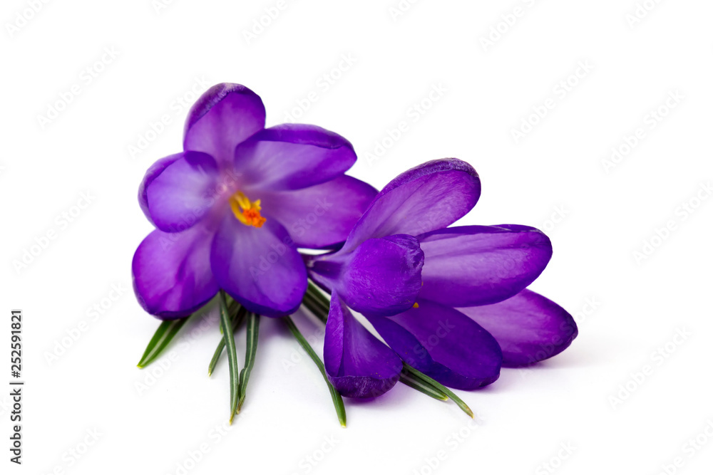 Obraz premium crocus - one of the first spring flowers