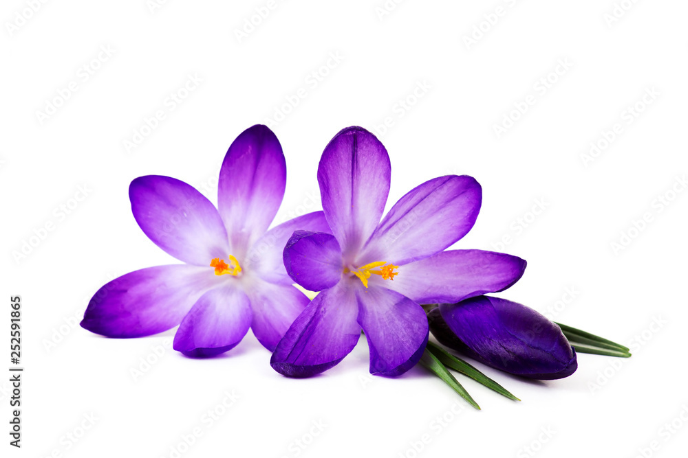 crocus - one of the first spring flowers crocus - one of the first spring flowers