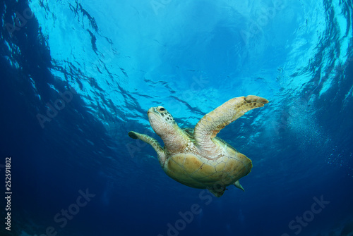 Amazing underwater world - Green turtle - Chelonia mydas. Apo Island  the Philippines.