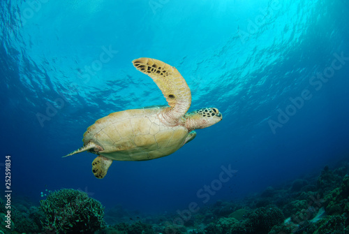 Amazing underwater world - Green turtle - Chelonia mydas. Apo Island  the Philippines.
