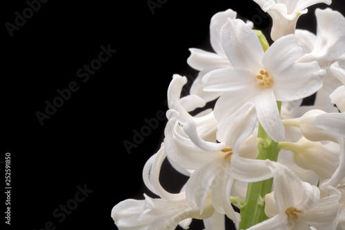 White Hyacinth