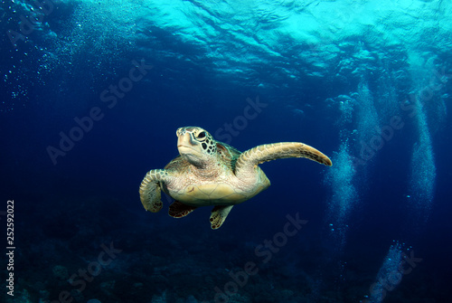 Amazing underwater world - Green turtle - Chelonia mydas. Apo Island, the Philippines. © diveivanov