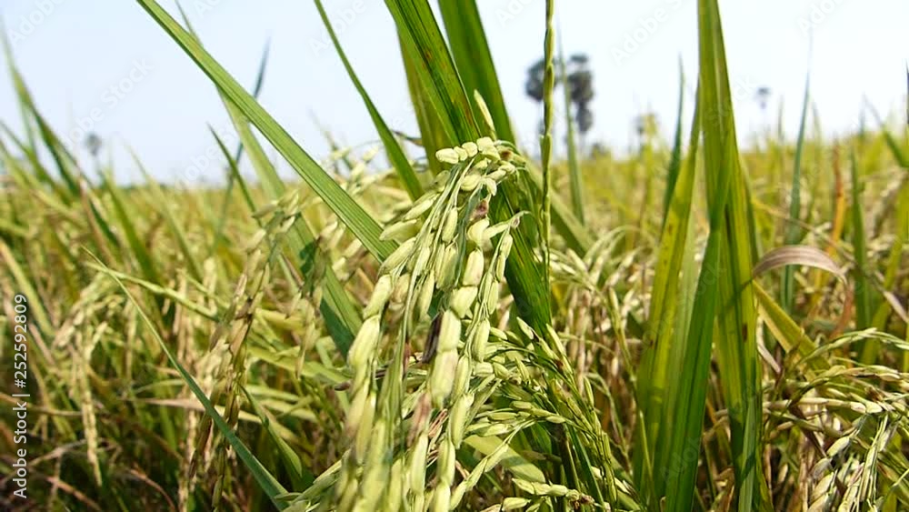 Rice grains ready to be harvested in the summer Rice grains ready to be harvested in the summer