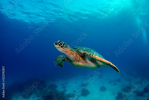 Amazing underwater world - Green turtle - Chelonia mydas. Apo Island, the Philippines. © diveivanov