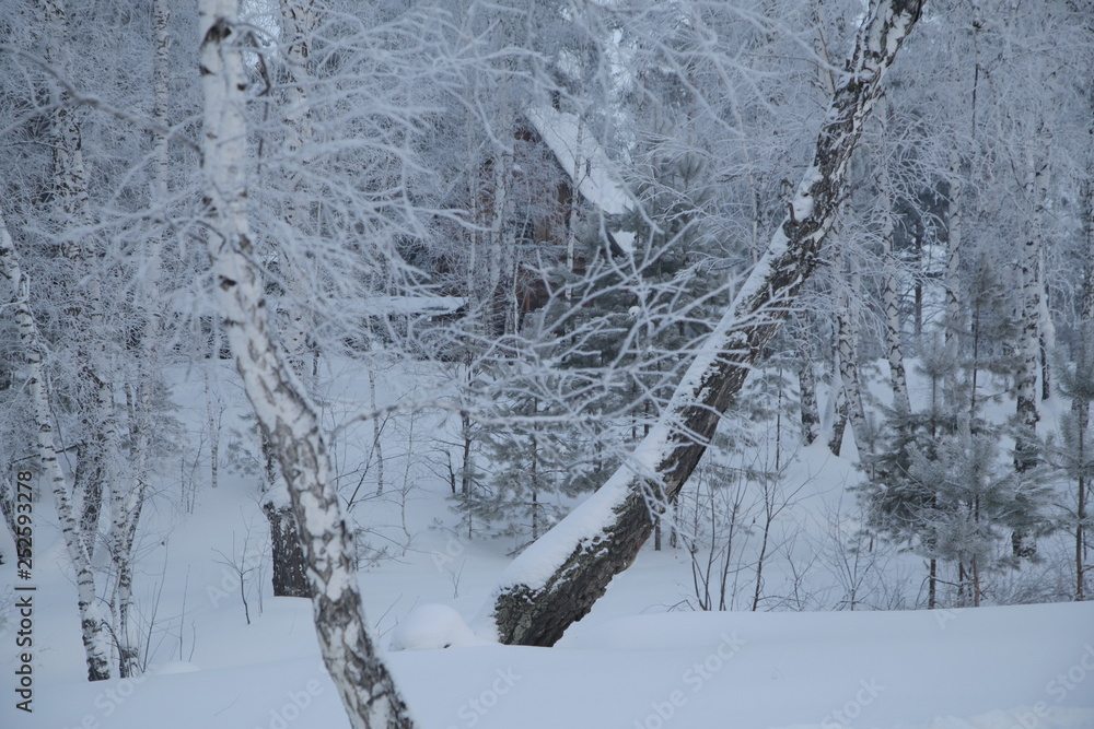Fototapeta premium Winter Forest, Russia, Siberia