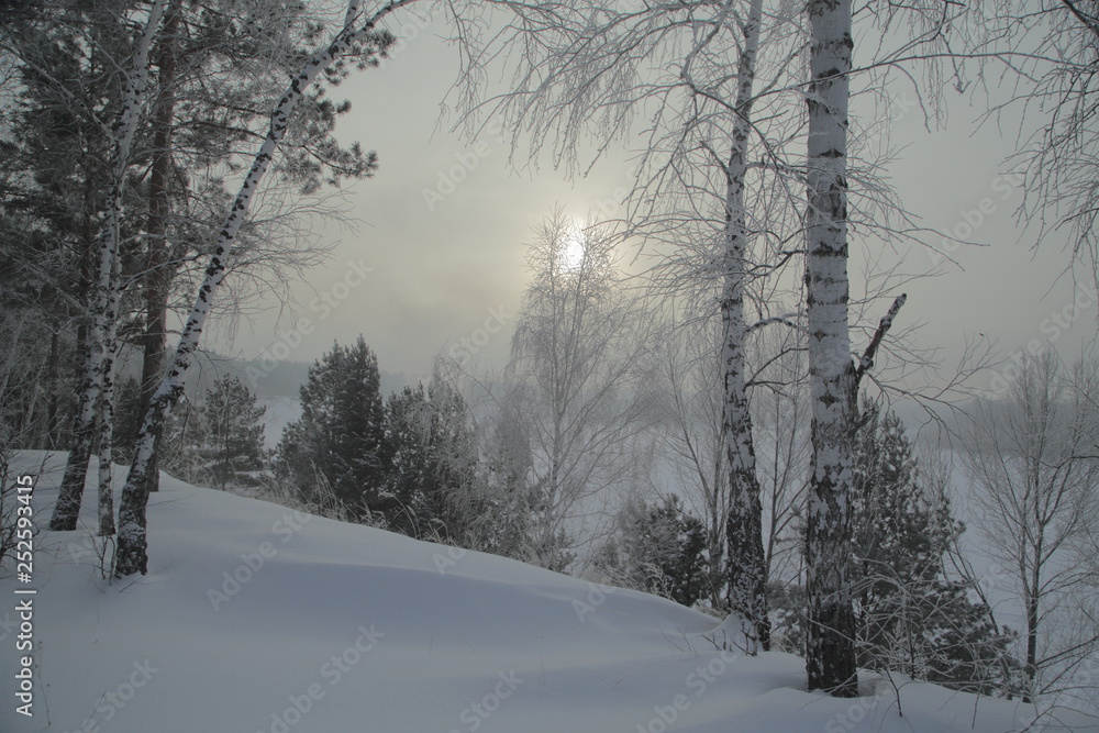 Winter Forest, Russia, Siberia Winter Forest, Russia, Siberia