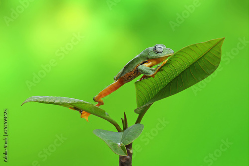 Tree Frog, Flying Frog walk on leaves