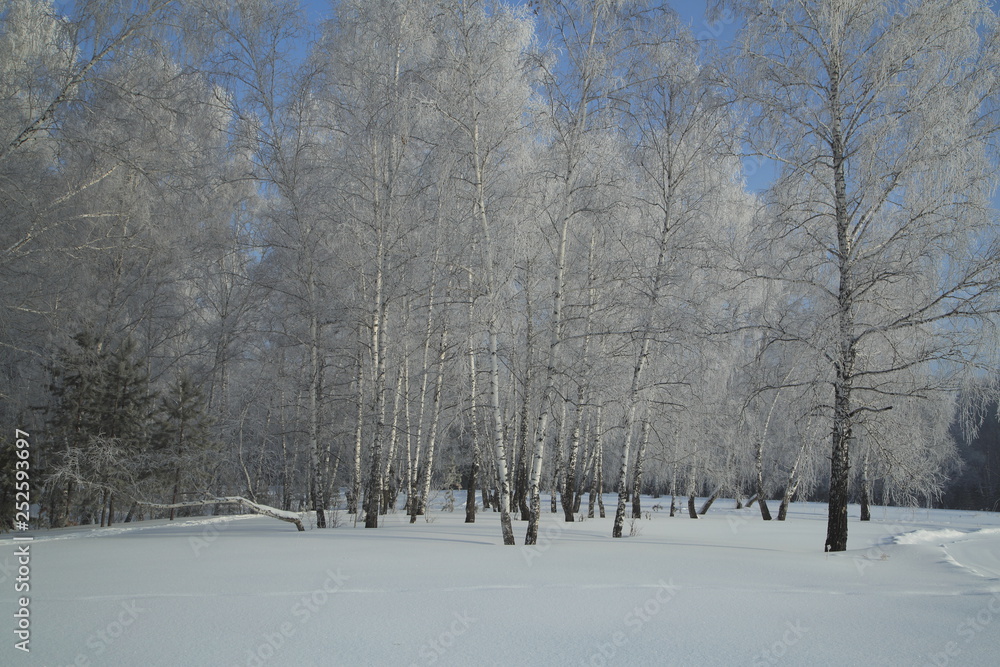Winter Forest, Russia, Siberia Winter Forest, Russia, Siberia