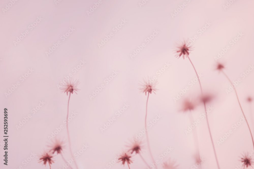 Blurred dry flowers grass on pink background Blurred dry flowers grass on pink background