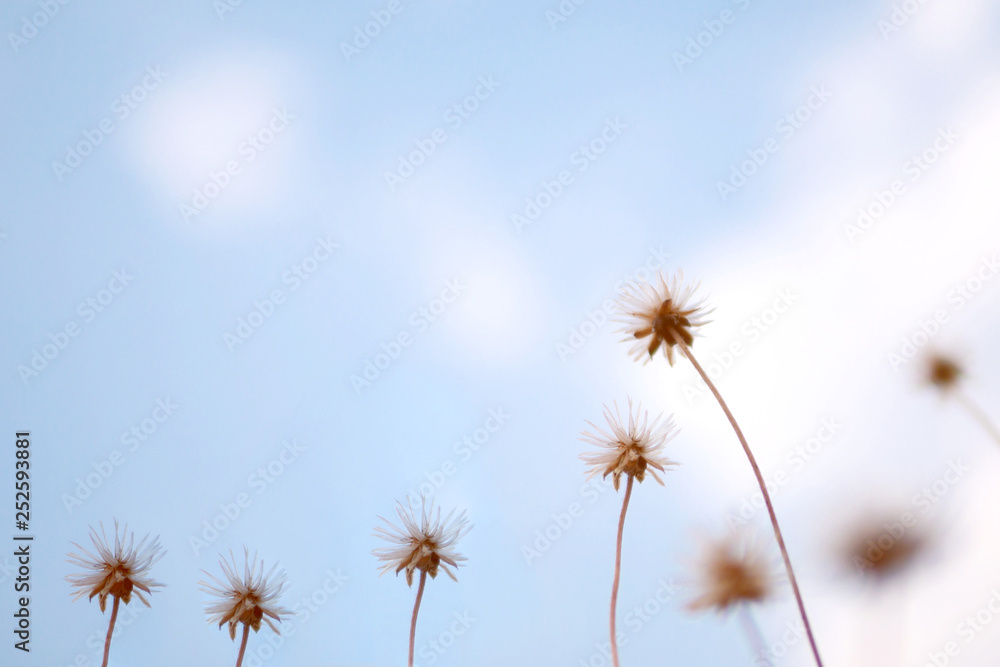 Dry flowers grass with blue sky background