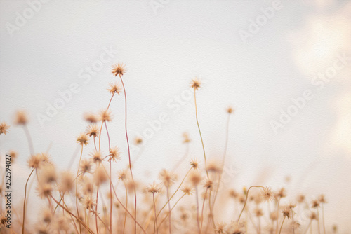 Grass flowers on sky background with sunlight