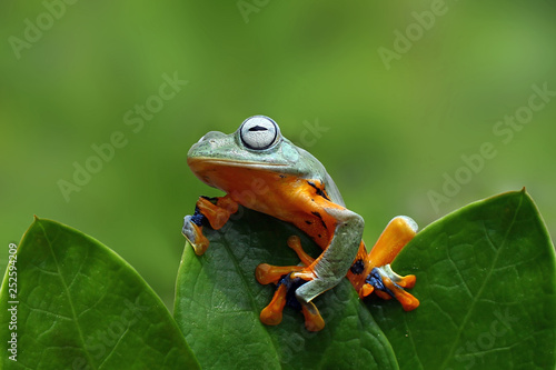 Tree Frog, Flying Frog On Leaves