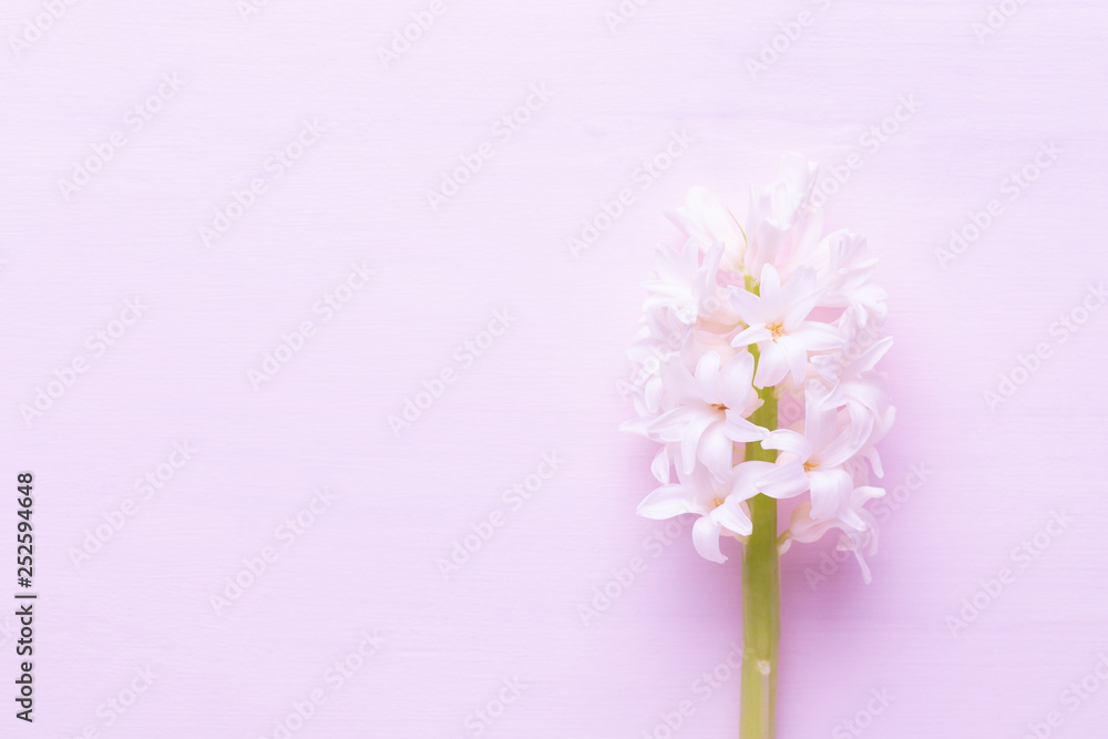 Flowers composition with hyacinths. Spring flowers on color background. Easter concept. Flat lay, top view. Flowers composition with hyacinths. Spring flowers on color background. Easter concept. Flat lay, top view.