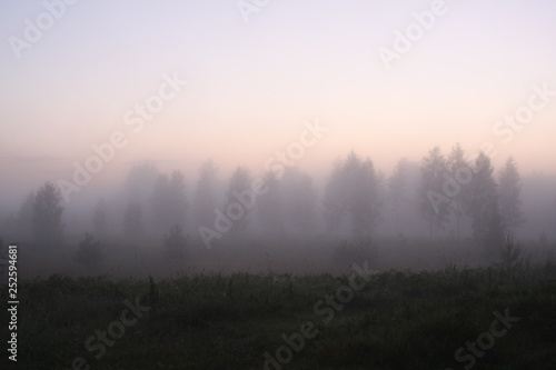 evening tree field in fog near forest