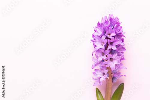 Flowers composition with hyacinths. Spring flowers on color background. Easter concept. Flat lay  top view.
