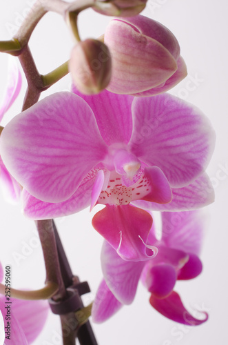 fleur d orchid  e