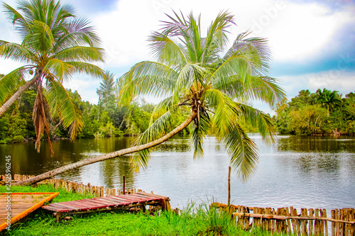 Wooden dam and palms in traditional indian village Boca de Guama Nature Reserve. photo