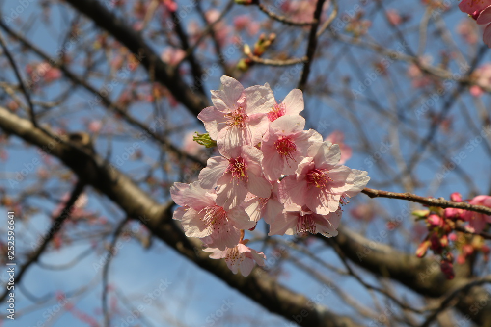 美しい桜の木 美しい桜の木
