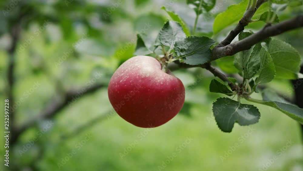 木に生る緑のリンゴが赤い色に変わり萎び再び緑色になる 木に生る緑のリンゴが赤い色に変わり萎び再び緑色になる