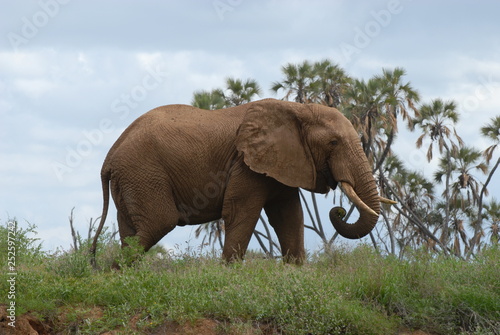 Elephant Samburu NP