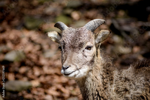 Fototapeta Naklejka Na Ścianę i Meble -  zwierzę las dzikie las