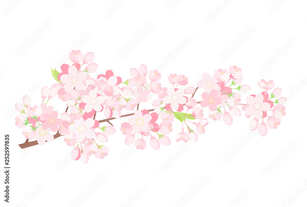 桜の枝　満開