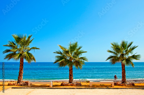 Palm trees on Playa del Penoncillo beach Torrox Costa Andalusia Costa del Sol Spain photo