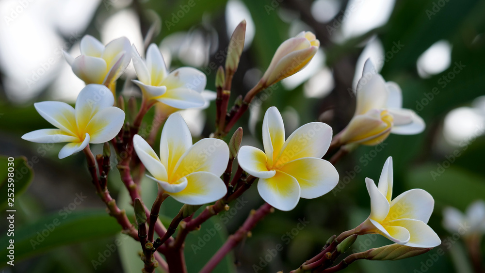 Fototapeta premium Frangipani - Plumeria. Beautiful tropical island Bali.
