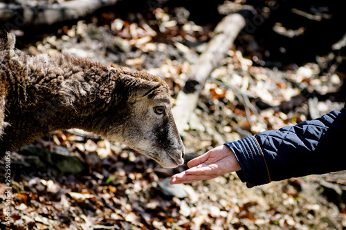 Fototapeta Naklejka Na Ścianę i Meble -  zwierzę ssak z człowiekiem