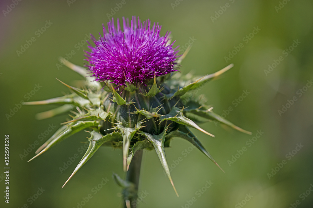 purple blooming thistle Cirsium purple blooming thistle Cirsium