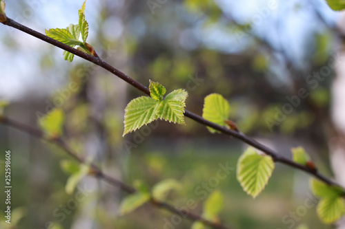fresh spring leaves on a tree