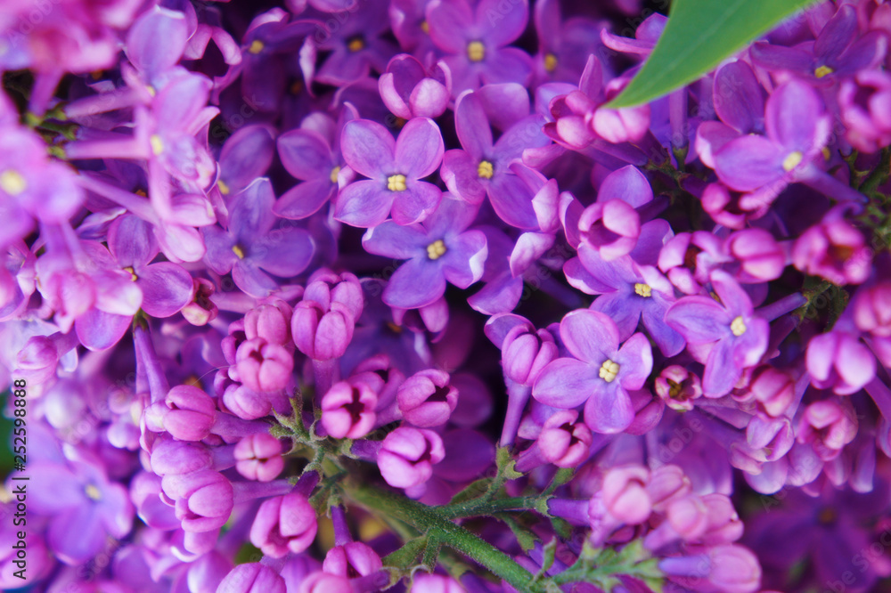 spring lilac flowers. Macro image of spring lilac violet flowers spring lilac flowers. Macro image of spring lilac violet flowers
