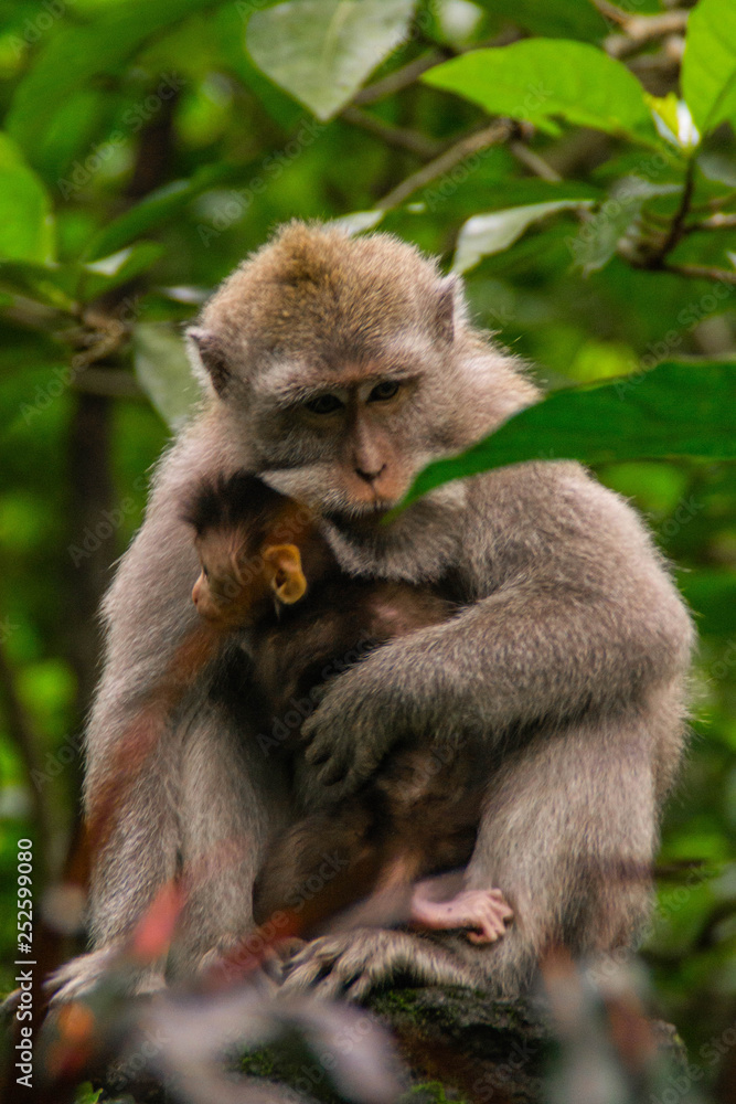 Animal/wildlife concept. View of the adult macaque monkey holding little cute baby monkey in Sacred Monkey Forest Ubud, Bali Indonesia. Tourist popular attraction/destination. Animal/wildlife concept. View of the adult macaque monkey holding little cute baby monkey in Sacred Monkey Forest Ubud, Bali Indonesia. Tourist popular attraction/destination.