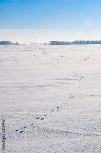 Hare foot traces in the snow  Rabbit tracks and winter field landscape