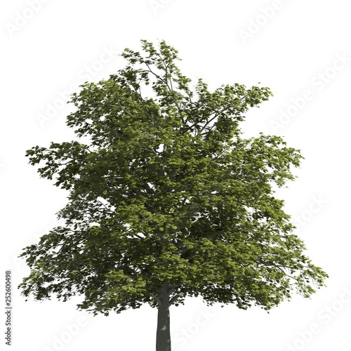 Tree 3d illustration isolated on the white background