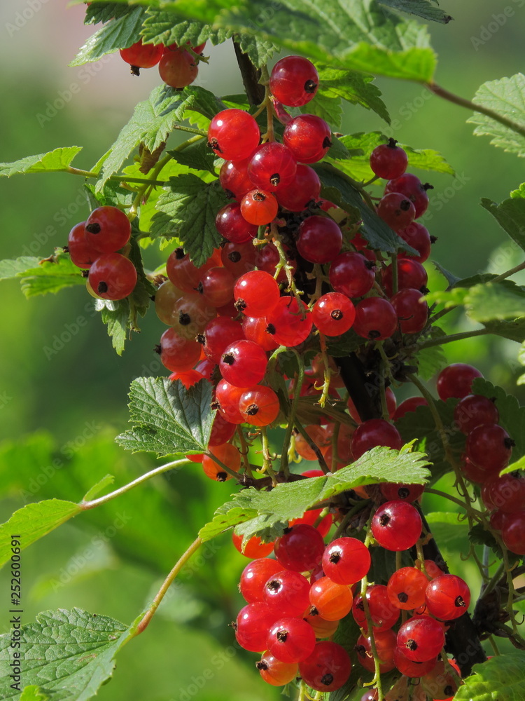 Sparkling bright red berries (Ribes rubrum) of red currant in green foliage Sparkling bright red berries (Ribes rubrum) of red currant in green foliage