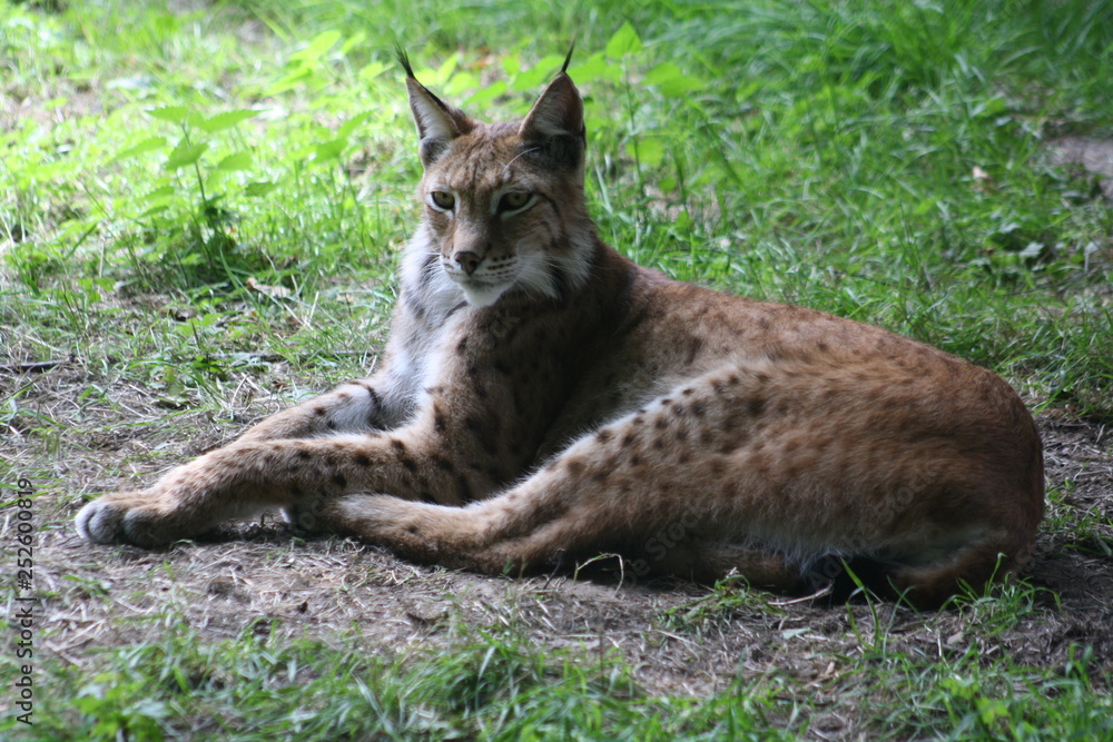 Luchs