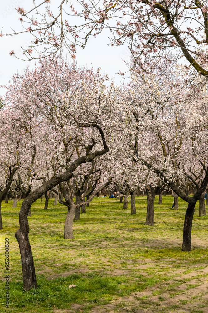 Almond trees in bloom before spring arrives in Madrid